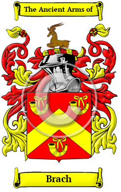 Brach Family Crest/Coat of Arms