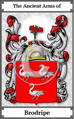 Brodripe Family Crest Download (JPG) Book Plated - 300 DPI