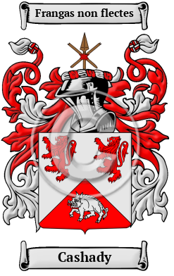 Cashady Family Crest/Coat of Arms