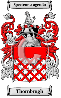 Thornbrugh Family Crest/Coat of Arms
