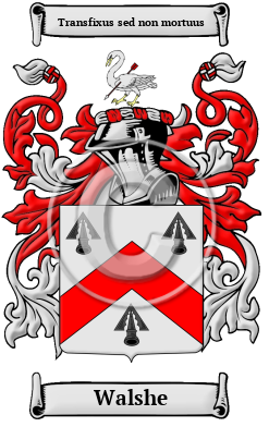 Walshe Family Crest/Coat of Arms