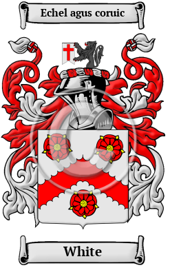 White Name Meaning, Family History, Family Crest & Coats of Arms, Irish